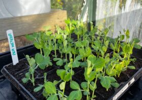 Winter Peas